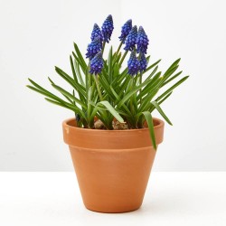 MUSCARI