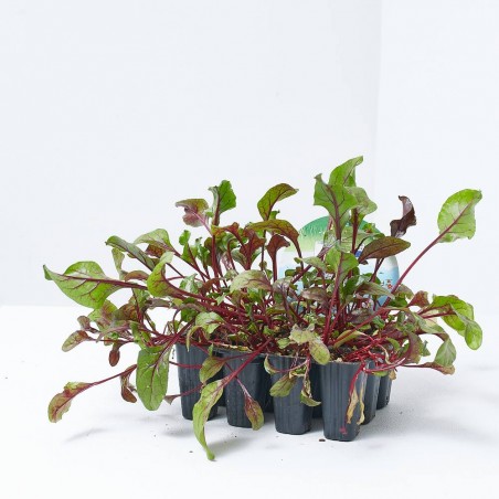 REMOLACHA DULCE BANDEJA 12UDS