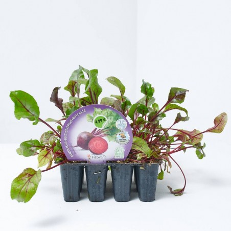 REMOLACHA DULCE BANDEJA 12UDS