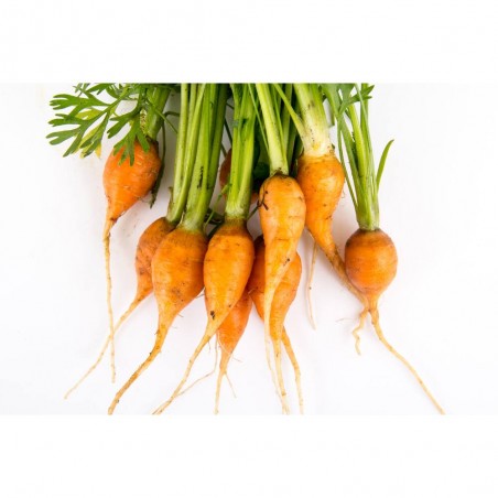 ZANAHORAIA PARÍS MACETA 11CM