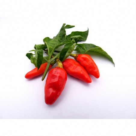 PIMIENTO PICANTE CAYENA MACETA 11CM