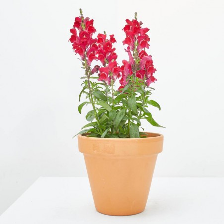 DRAGONARIA MACETA 13CM