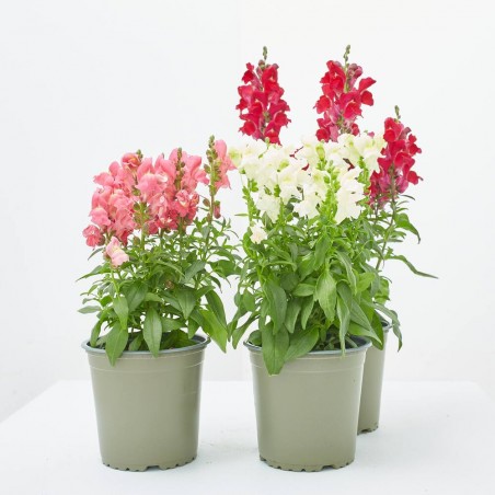 DRAGONARIA MACETA 13CM