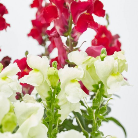 DRAGONARIA MACETA 13CM