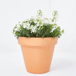 IBERIS SEMPERVIRENS M-13