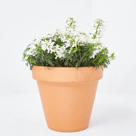 IBERIS SEMPERVIRENS M-13