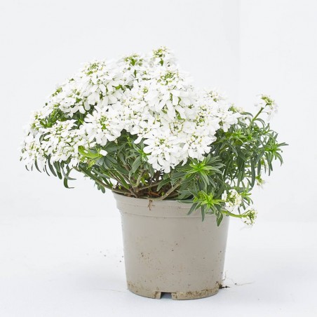 IBERIS SEMPERVIRENS M-13