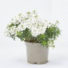 IBERIS SEMPERVIRENS M-13