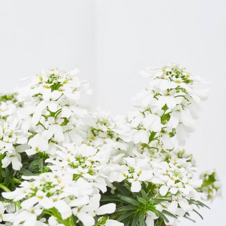 IBERIS SEMPERVIRENS M-13