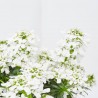 IBERIS SEMPERVIRENS M-13