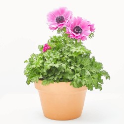 ANEMONA MACETA 15CM