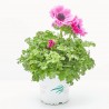 ANEMONA MACETA 15CM