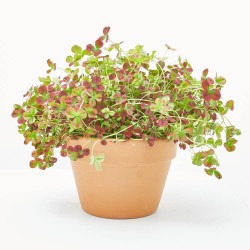 TREBOL VARIEDADES T18 COLG