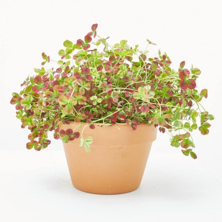 TREBOL VARIEDADES T18 COLG