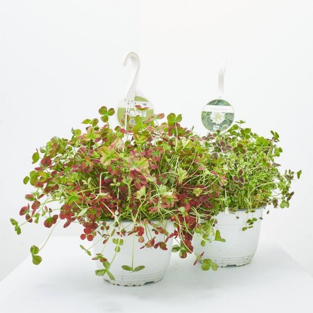 TREBOL VARIEDADES T18 COLG