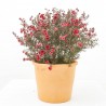 LEPTOSPERMUN EXTRA 3L