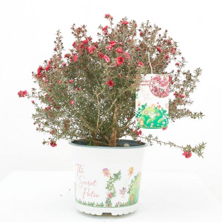 LEPTOSPERMUN EXTRA 3L