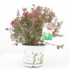 LEPTOSPERMUN EXTRA 3L