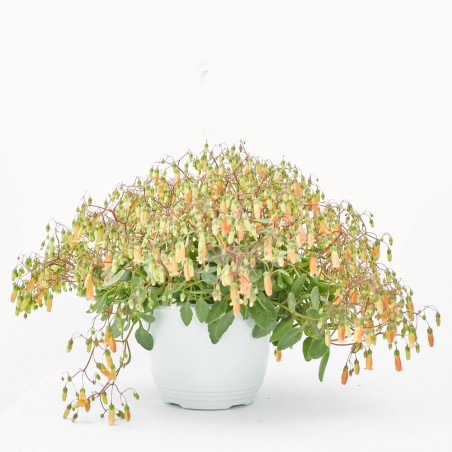 KALANCHOE MAGNINII T25 COLGADOR