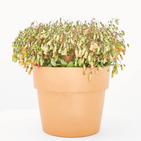 KALANCHOE MAGNINII T25 COLGADOR
