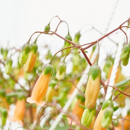 KALANCHOE MAGNINII T25 COLGADOR