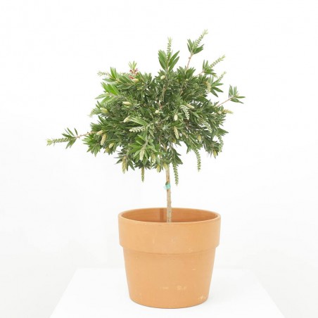 CALLISTEMON EXTRA COPA 3L