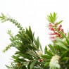 CALLISTEMON EXTRA COPA 3L