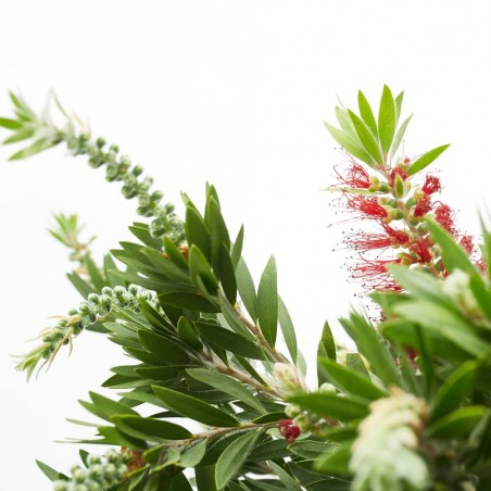 CALLISTEMON EXTRA COPA 3L