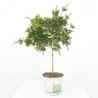 CALLISTEMON EXTRA COPA 3L