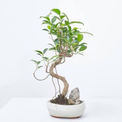 BONSÁI MIX 'LANDSCAPE' 16 CM