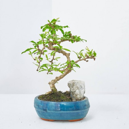 BONSÁI MIX 'LANDSCAPE' 16 CM