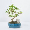 BONSÁI MIX 'LANDSCAPE' 16 CM