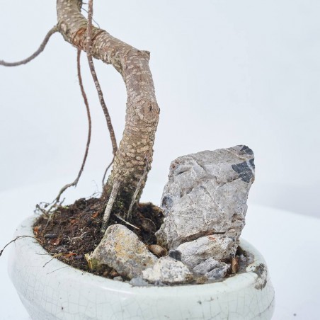 BONSÁI MIX 'LANDSCAPE' 16 CM