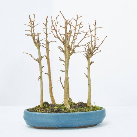 PSEUDOLARIX AMABILIS BOSQUETE 25CM