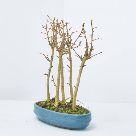 PSEUDOLARIX AMABILIS BOSQUETE 25CM