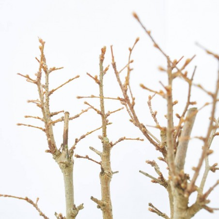 PSEUDOLARIX AMABILIS BOSQUETE 25CM