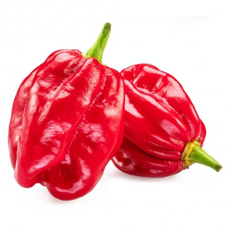 PIMIENTO PICANTE HABANERO M-11