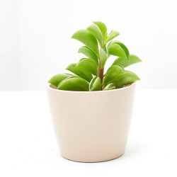PEPEROMIA FIRE SPARKS MACETA 6CM