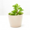 PEPEROMIA FIRE SPARKS MACETA 6CM