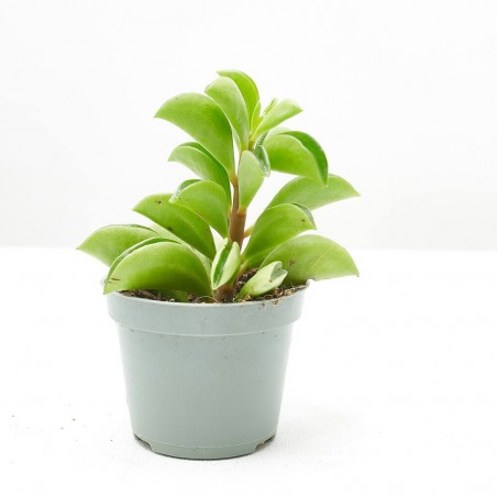 PEPEROMIA FIRE SPARKS MACETA 6CM