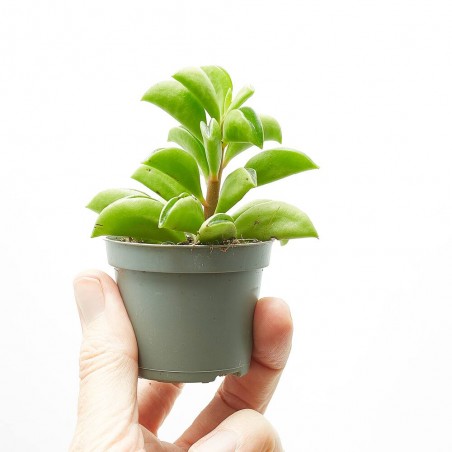 PEPEROMIA FIRE SPARKS MACETA 6CM