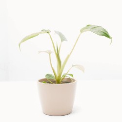 PHILODENDRON MAMEI M-6