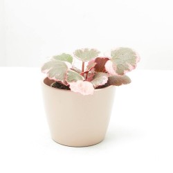 SAXIFRAGA VARIEGATA M-6