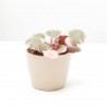 SAXIFRAGA VARIEGATA M-6