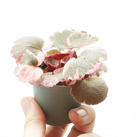 SAXIFRAGA VARIEGATA M-6