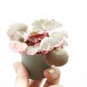 SAXIFRAGA VARIEGATA M-6