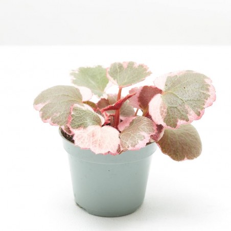 SAXIFRAGA VARIEGATA M-6