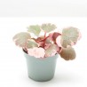 SAXIFRAGA VARIEGATA M-6