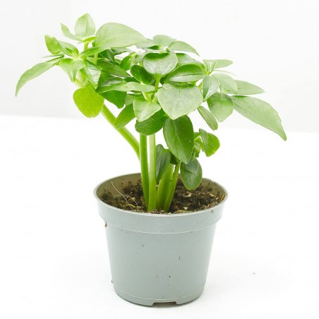 SCHEFFLERA ARBORICOLA M-6