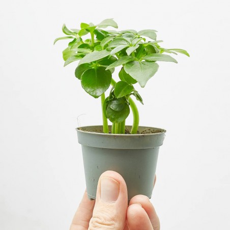 SCHEFFLERA ARBORICOLA M-6